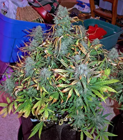 Critical Jack Autoflowering (Dinafem Seeds) Cannabis-Samen