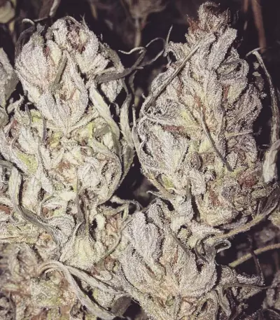 Dieseltonic (Resin Seeds) Cannabis-Samen