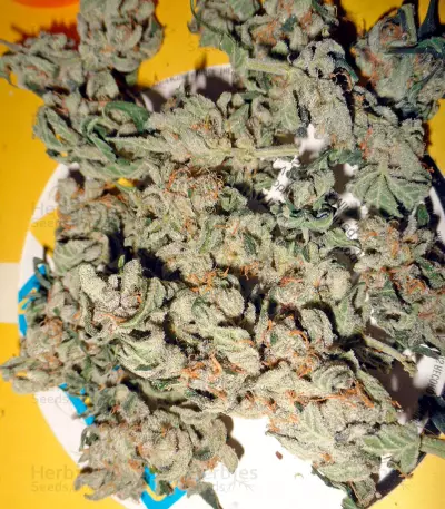 Damnesia Autoflowering (Strain Hunters) Cannabis-Samen