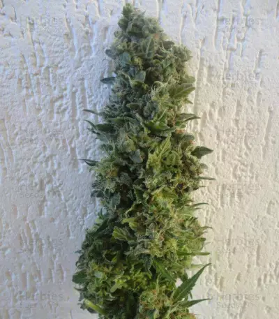 Jack Herer (Vision Seeds) Cannabis-Samen