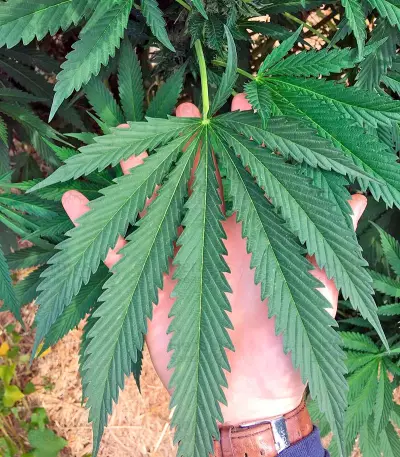 Master Kush (Humboldt Seeds Organization) Cannabis-Samen