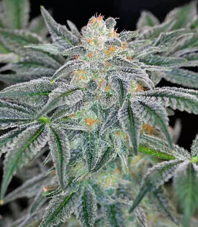 Mazar Kush (World of Seeds) Cannabis-Samen