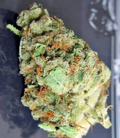 Money Maker (Strain Hunters) Cannabis-Samen