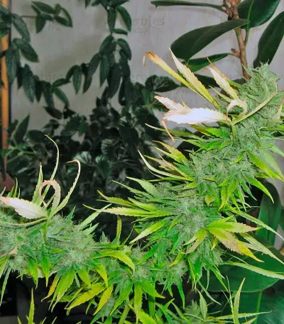 Psicodelicia (Sweet Seeds) Cannabis-Samen