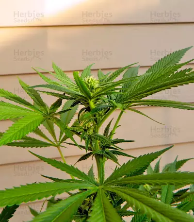 South African Kwazulu strain