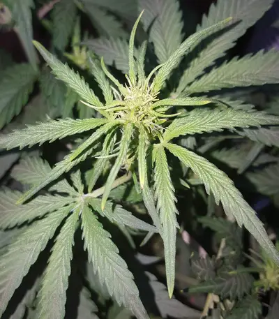 Stardawg Auto (Fast Buds) Cannabis-Samen