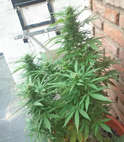 White Siberian (Dinafem Seeds) Cannabis-Samen