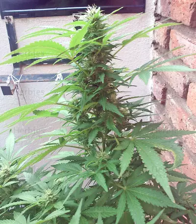 White Siberian (Dinafem Seeds) Cannabis-Samen