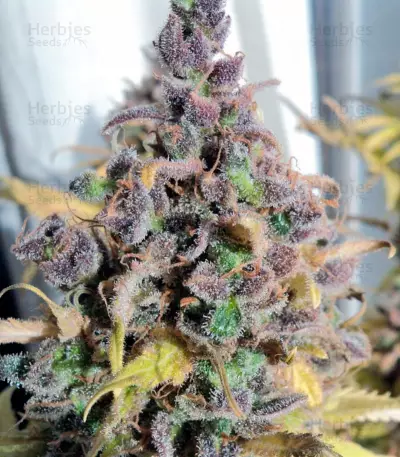 Cream Caramel (Sweet Seeds) Cannabis-Samen
