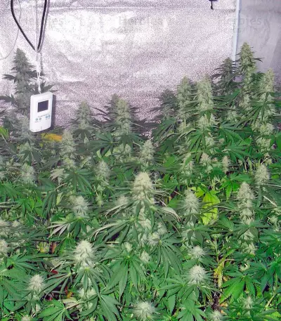 Green Poison (Sweet Seeds) Cannabis-Samen