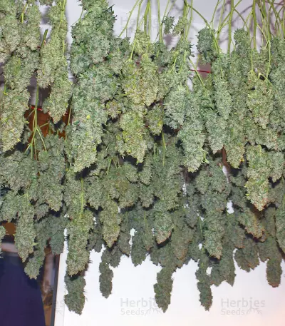 Power Plant regular (Dutch Passion) Cannabis-Samen