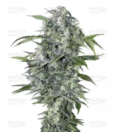 Maxi Haze Auto (Grass-O-Matic) Cannabis-Samen
