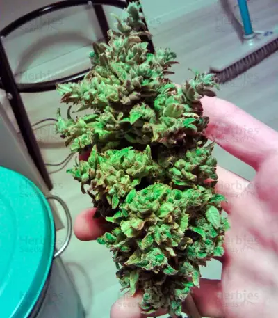 Triple Cheese (Barney's Farm) Cannabis-Samen