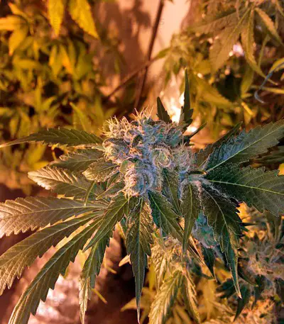 Afghan Kush X White Widow (World of Seeds) Cannabis-Samen