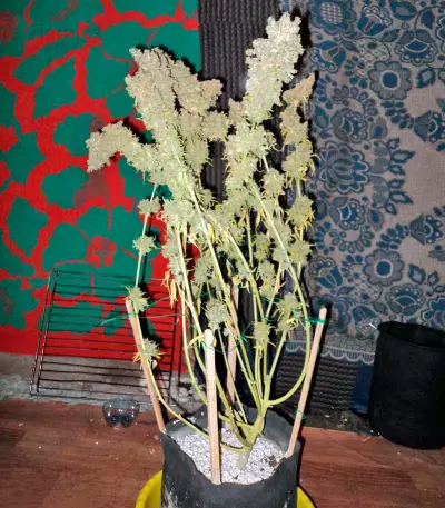 Bubble Gum regular (Serious Seeds) Cannabis-Samen