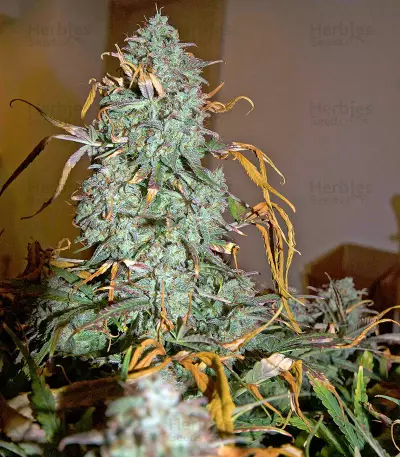 Critical Jack Autoflowering (Dinafem Seeds) Cannabis-Samen
