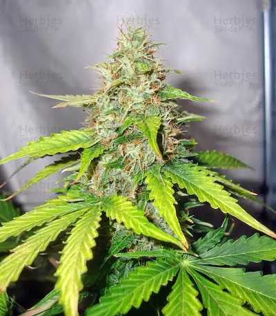 Buddha Deimos Auto (Buddha Seeds) Cannabis-Samen