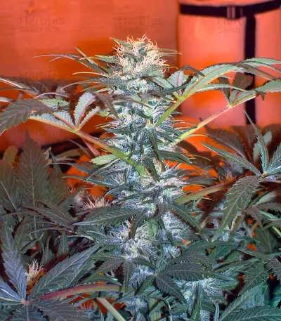 Durga Mata (Paradise Seeds) Cannabis-Samen