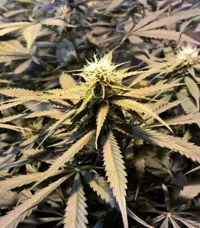 Lemon Kush (Female Seeds) Cannabis-Samen