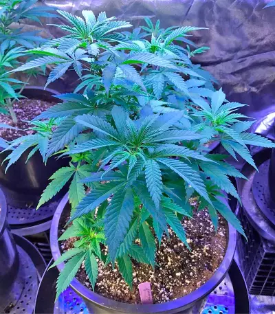 Original Amnesia (Dinafem Seeds) Cannabis-Samen