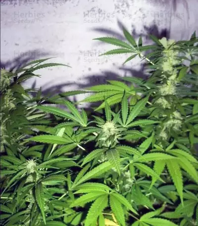 Super Critical (GHS) Cannabis-Samen