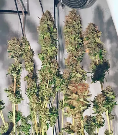 Acid (Paradise Seeds) Cannabis-Samen