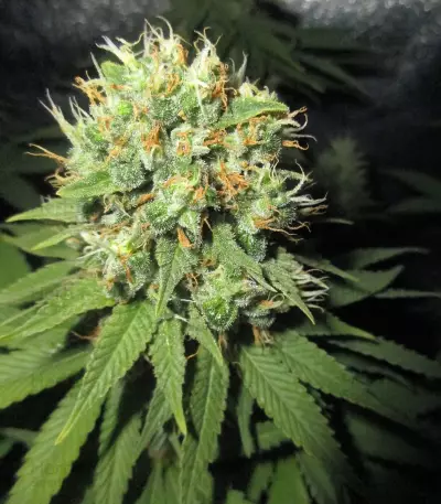 Green Gelato (RQS) Cannabis-Samen