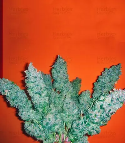 Jack La Mota (Medical Seeds) Cannabis-Samen