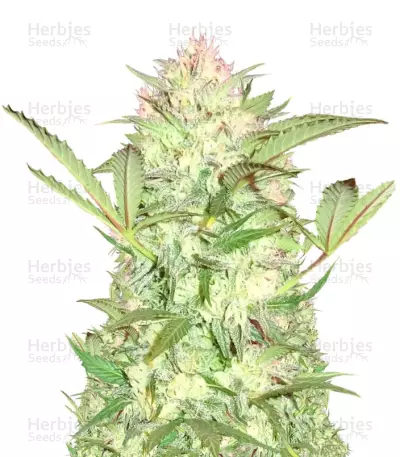 Goji Haze (Sumo Seeds) Cannabis-Samen