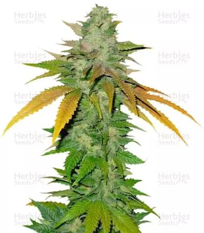 TNT Kush (Eva Seeds) Cannabis-Samen