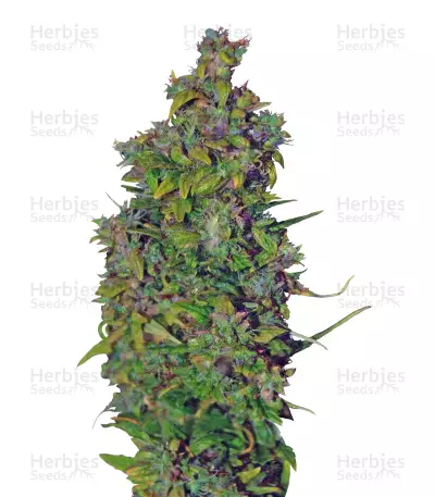 VIP Dwarf Auto (VIP seeds) Cannabis-Samen