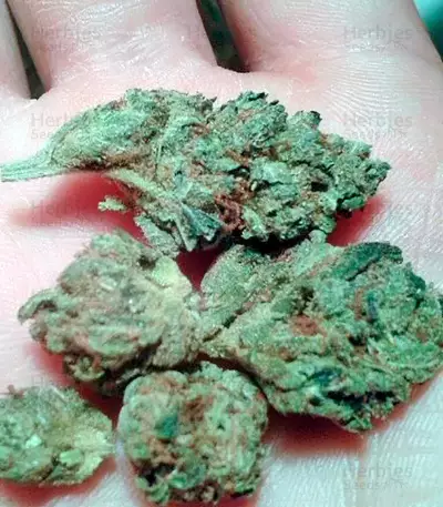 OG Kush (Dinafem Seeds) Cannabis-Samen