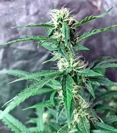 Afghan Kush Ryder Auto strain