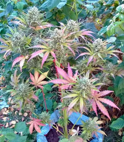 Auto Whiteberry (Paradise Seeds) Cannabis-Samen
