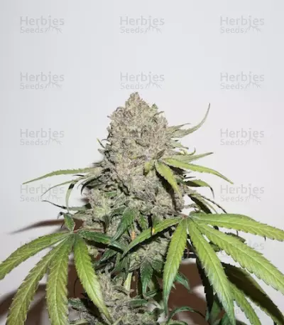 CBD Charlotte’s Angel strain