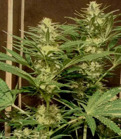 Critical Sensi Star (Delicious Seeds) Cannabis-Samen