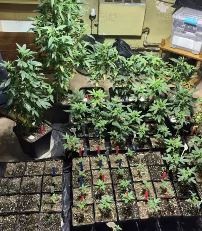 Choco Bud (Vision Seeds) Cannabis-Samen