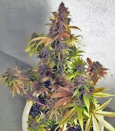 Crystal METH Auto (Fast Buds) Cannabis-Samen