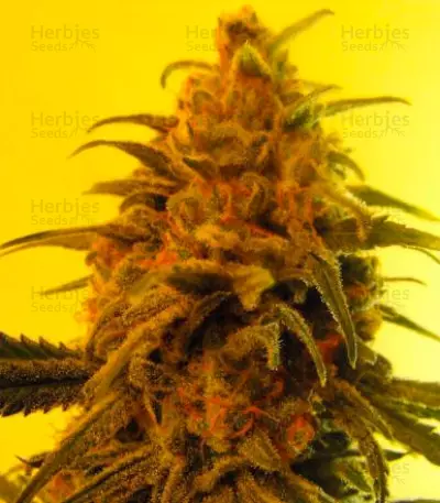 Fruity Chronic Juice (Delicious Seeds) Cannabis-Samen