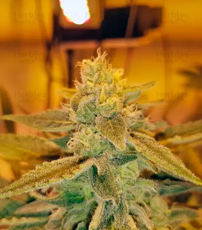Glueberry O.G. (Dutch Passion) Cannabis-Samen