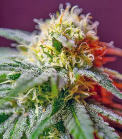Killer Kush F1 Fast Version (Sweet Seeds) Cannabis-Samen