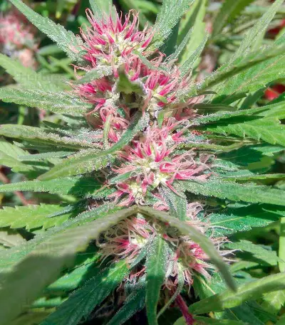 Serious 6 regular (Serious Seeds) Cannabis-Samen