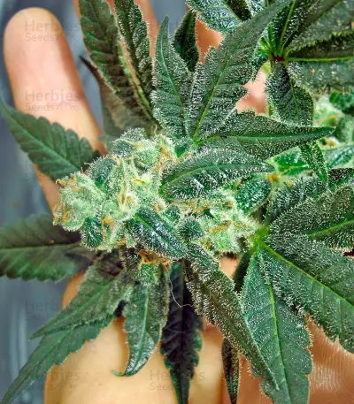 Venus Flytrap (Nirvana Seeds) Cannabis-Samen
