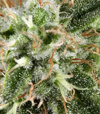 White Rhino (GHS) Cannabis-Samen