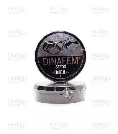 Critical + (Dinafem Seeds) Cannabis-Samen
