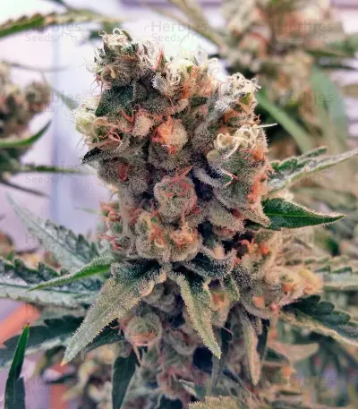 Green Poison (Sweet Seeds) Cannabis-Samen