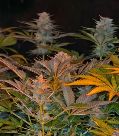 Jack 47 F1 Fast Version (Sweet Seeds) Cannabis-Samen