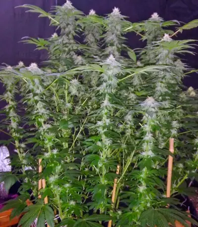 Kaia Kush (GHS) Cannabis-Samen