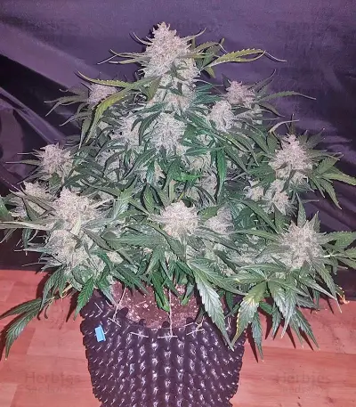 King’s Kush Auto (GHS) Cannabis-Samen