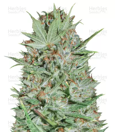 Wembley (Pyramid Seeds) Cannabis-Samen
